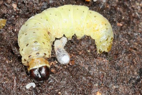 Réf. 284 508 : Tortrix viridana